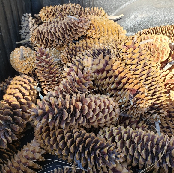 Giant Pine Cones Organic (not treated) - Picture 4 of 9